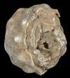 Flower-Like Sandstone Concretion - Pseudo Stromatolite #62207-1